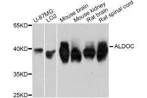 Western blot analysis of extracts of various cell lines, using ALDOC Antibody (ABIN5997226) at 1:3000 dilution. (ALDOC antibody)