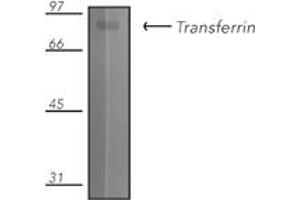 Western blot analysis of rat apotransferrin protein probed with transferrin pAb. (Transferrin antibody)
