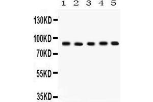 Western Blotting (WB) image for anti-Cullin 1 (CUL1) (AA 457-770) antibody (ABIN3042777) (Cullin 1 antibody  (AA 457-770))