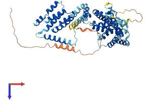 AlphaFold protein structure predicition of Human Recombinant TCP11L1 Protein, UniprotID Q9NUJ3