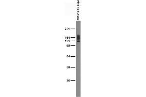 Adult rat brain membrane immunoblot.