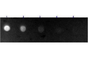 Dot Blot results of Rabbit Anti-Bovine IgG Antibody Fluorescein Conjugated. (Rabbit anti-Cow IgG (Heavy & Light Chain) Antibody (FITC) - Preadsorbed)