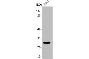 Western Blot analysis of Jurkat cells using 14-3-3 ε Polyclonal Antibody (YWHAE antibody  (C-Term))