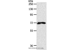 Western blot analysis of 293T cell, using FZD1 Polyclonal Antibody at dilution of 1:500 (FZD1 antibody)