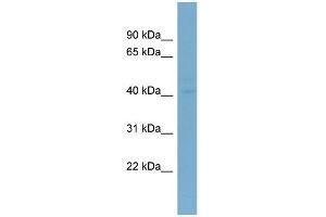 WB Suggested Anti-LASS6 Antibody Titration:  0. (CERS6 antibody  (N-Term))