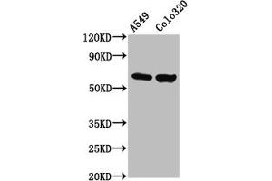 Western Blot Positive WB detected in: A549 whole cell lysate, Colo320 whole cell lysate All lanes: PDILT antibody at 4. (PDILT antibody  (AA 494-584))