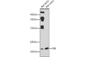 Western blot analysis of extracts of various cell lines, using DBI antibody (ABIN6127407, ABIN6139420, ABIN6139422 and ABIN6217234) at 1:1000 dilution. (Diazepam Binding Inhibitor antibody  (AA 1-114))