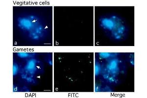 Immunofluorescence (IF) image for anti-5-Methylcytosine antibody (FITC) (ABIN2451914)