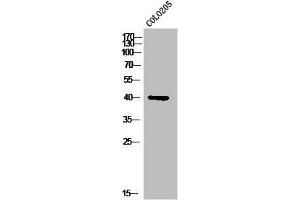 Western Blot analysis of COLO205 cells using PKAγ cat Polyclonal Antibody (PRKACG antibody  (N-Term))