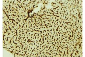 ABIN6278674 at 1/100 staining Mouse liver tissue by IHC-P. (DYRK3 antibody  (Internal Region))