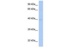 Image no. 1 for anti-Stromal Cell Derived Factor 4 (SDF4) (AA 143-192) antibody (ABIN6743448) (SDF4 antibody  (AA 143-192))