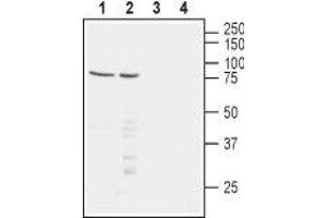 Western blot analysis of human Jurkat T-cell leukemia (lanes 1 and 3) and human MEG-01 chronic myelogenous leukemia (lanes 2 and 4) cell lysates: - 1,2. (PVRL1 antibody  (Extracellular, N-Term))