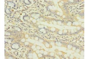 Immunohistochemistry of paraffin-embedded human small intestine tissue using ABIN7162022 at dilution of 1:100 (NUPL1 antibody  (AA 211-480))