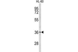 Western Blotting (WB) image for anti-Peroxisomal Biogenesis Factor 14 (PEX14) antibody (ABIN3004052) (PEX14 antibody)