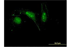 H2AFV antibody  (AA 1-128)