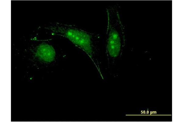 H2AFV antibody  (AA 1-128)