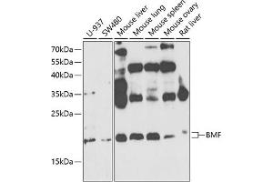 Western blot analysis of extracts of various cell lines, using BMF antibody (ABIN6127487, ABIN6137587, ABIN6137589 and ABIN6221479) at 1:1000 dilution. (BMF antibody  (AA 1-184))