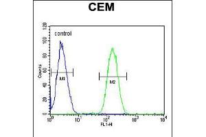 Flow cytometric analysis of CEM cells (right histogram) compared to a negative control cell (left histogram). (WASP antibody  (AA 116-144))