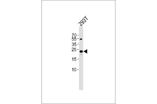 TFAM antibody  (C-Term)