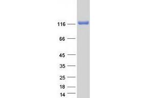 Validation with Western Blot (NOMO2 Protein (Transcript Variant 2) (Myc-DYKDDDDK Tag))