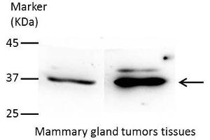 WB Image Sample(30 ug whole cell lysate) A:293T 12% SDS PAGE antibody diluted at 1:1000 (AKR7A3 antibody)