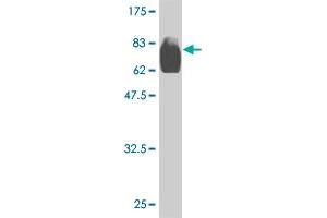Western Blot detection against Immunogen (83. (OXSR1 antibody  (AA 1-527))