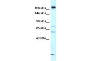 Image no. 1 for anti-Calmodulin Regulated Spectrin Associated Protein 1 (CAMSAP1) (AA 1290-1339) antibody (ABIN6747770) (CAMSAP1 antibody  (AA 1290-1339))