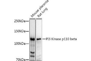Western blot analysis of extracts of various cell lines, using PI3 Kinase p110 beta antibody (ABIN3021219, ABIN3021220, ABIN3021221 and ABIN6214072) at 1:1000 dilution. (PIK3CB antibody  (AA 771-1070))