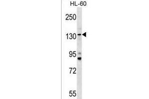 Tmc5 Antikörper  (AA 222-251)