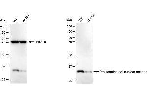 Western blotting analysis using Proliferating cell nuclear antigen antibody (ABIN7799914).