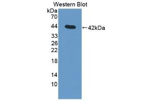 Detection of Recombinant C3, Mouse using Polyclonal Antibody to Complement Component 3 (C3) (C3 antibody  (AA 965-1303))