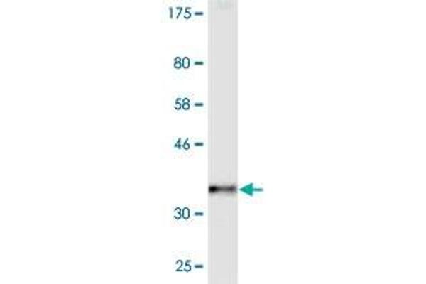 Neurogenin 3 antibody  (AA 1-101)