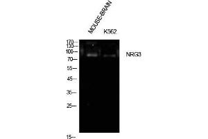 Western Blot (WB) analysis of Mouse Brain, K562 cells using Neuregulin-3 Polyclonal Antibody. (Neuregulin 3 antibody  (Internal Region))