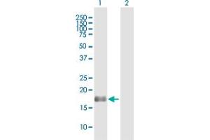 Western Blot analysis of BAALC expression in transfected 293T cell line by BAALC MaxPab polyclonal antibody. (BAALC antibody  (AA 1-145))