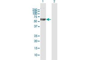 Western Blot analysis of BLK expression in transfected 293T cell line by BLK MaxPab polyclonal antibody. (BLK antibody  (AA 1-505))