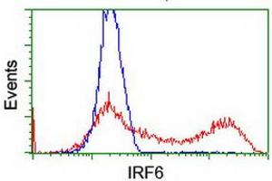 Flow Cytometry (FACS) image for anti-Interferon Regulatory Factor 6 (IRF6) antibody (ABIN1498902) (IRF6 antibody)