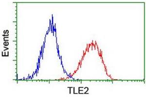 Image no. 3 for anti-Transducin-Like Enhancer Protein 2 (TLE2) antibody (ABIN1501408) (TLE2 antibody)