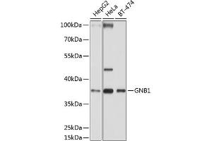Western blot analysis of extracts of various cell lines, using GNB1 antibody (ABIN6129389, ABIN6141219, ABIN6141220 and ABIN6219000) at 1:1000 dilution. (GNB1 antibody  (AA 1-340))