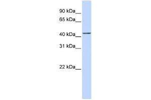 WB Suggested Anti-ACTR2 Antibody Titration:  0. (ACTR2 antibody  (Middle Region))