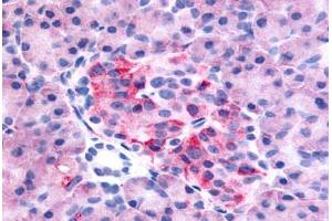Anti-GPR35 antibody  ABIN1048806 IHC staining of human pancreas.