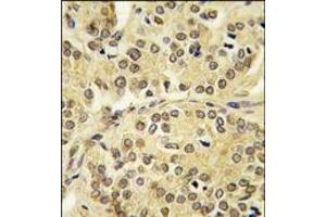 Image no. 1 for anti-Kruppel-Like Factor 10 (KLF10) (AA 19-49), (N-Term) antibody (ABIN360044)