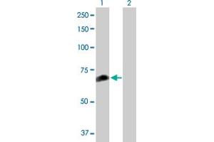 Western Blot analysis of FANCC expression in transfected 293T cell line by FANCC MaxPab polyclonal antibody. (FANCC antibody  (AA 1-558))