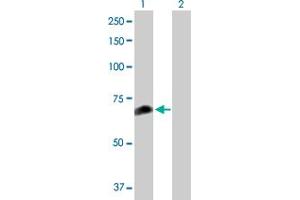 Western Blot analysis of FANCC expression in transfected 293T cell line by FANCC MaxPab polyclonal antibody.