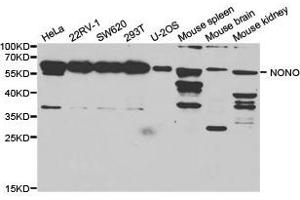 Western Blotting (WB) image for anti-Non-POU Domain Containing, Octamer-Binding (NONO) antibody (ABIN1876470) (NONO antibody)