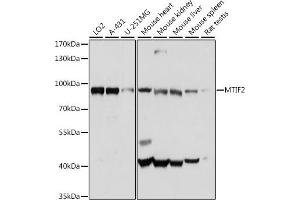 Western blot analysis of extracts of various cell lines, using MTIF2 antibody (ABIN7268591) at 1:1000 dilution. (MTIF2 antibody  (AA 428-727))