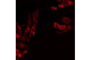ABIN6275243 staining Hela by IF/ICC. (MRPL39 antibody  (C-Term))