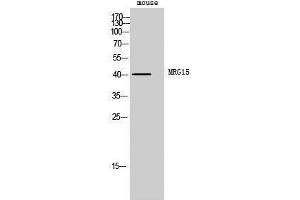 Western Blotting (WB) image for anti-Mortality Factor 4 Like 1 (MORF4L1) (Internal Region) antibody (ABIN3185629) (MORF4L1 antibody  (Internal Region))