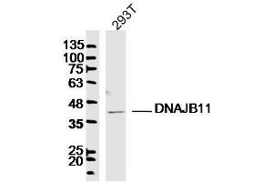293T lysates probed with DNAJB11 Polyclonal Antibody, Unconjugated  at 1:300 dilution and 4˚C overnight incubation. (DNAJB11 antibody  (AA 25-130))