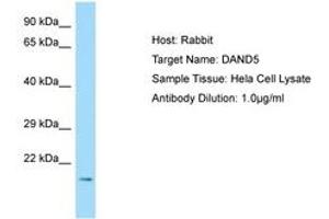 Image no. 1 for anti-DAN Domain Family, Member 5 (DAND5) (N-Term) antibody (ABIN6750048)