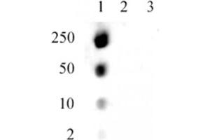 Specificity Data: Dot blot analysis was used to confirm the specificity of the Histone H1. (Histone H1.5 antibody  (pSer17))